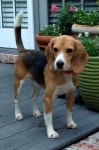 Click visit site and Check out Best "Beagle" T-shirts. This website is outstanding. Tip: You can search your name or your favorite...