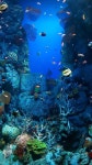 Pin by 이상섭 on 바다이미지 | Underwater photography ocean, Underwater world, Undersea world