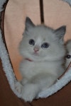 Purrfect Joy - Breeder of Ragdoll Kittens in Northern Wisconsin - Available Cats & Kittens(이미지 포함)