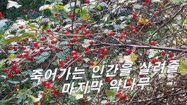 약나무. - 2023 | 자연 사진, 약초, 자연 매일 병원  다녀도 잘 낫지... 내 손으로 3일만에 완쾌한 하늘이 내린 약나무. - 2023 | 자연 사진, 약초, 자연