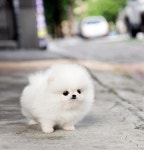 han joohyun님이 baby에 올린 티컵 강아지 이미지 | 귀여운 아기 동물, 귀여운 동물 사진