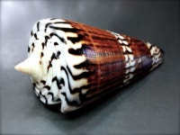 Conus generalis, Philippines, 75,5 mm big | 빈티지