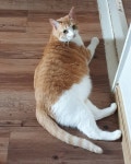 배가 흘러 내린 것은 안비밀   캣스타그램  고양이  cat  ねこ  코숏  코리안숏헤어  치즈태비  알랍냥맘  길냥이의집고양이화... 