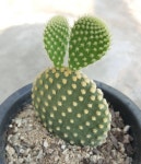 선인장 농장🌵 on Instagram: “금오모자.  몸체에 가시 빠진흔적. 누런반점도없고 깨끗하고 예쁜아이.…”