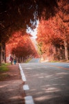 진안 메타세콰이어길 | Country roads, Country