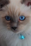 Cats - Beautiful blue eyed Siamese kitten. and like OMG! get some yourself some pawtastic adorable cat apparel! | 고양이