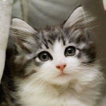Click the Photo For More Adorable and Cute Cat Videos and Photos #cutecats #cats #kittens #catvideos | 동물
