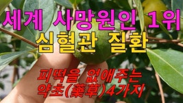 약초에 있는 영준 하님의 핀 | 약초, 건강, 건강 운동