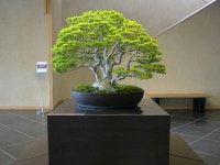 Pin di 김영라 su 식물 | Bonsai, Piante, Giardino