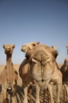 Camels | 귀여운 동물, 낙타, 동물