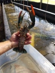Liveaquaponics.com Freshwater Lobsters Aquaponics Australian Redclaw Australian Redclaw Crayfish Aquaponics Cheraxquadricarinatus... 