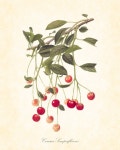 Antique Botanical Art Print French Fruit Series1877 Cherries Plate 3 | 꽃그림, 그림, 유화