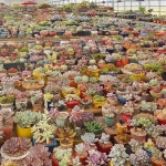 Succulent gardening에 있는 Daniel님의 핀(이미지 포함)