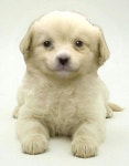 Gaejook 개죽이 in 2023 | Silly dogs, Animals, Pup