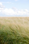 Landscape III에 있는 ** **님의 핀 | 자연 사진, 유화, 채소 정원 디자인