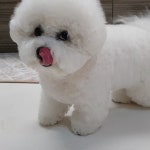 #강아지맥주 뽀송이는 엄마 닮아서 주량이 몇모음 이고 뽀대는 미성년자라 못마시는 거니?  . . . . . #비숑#미니비숑... 