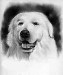 견-犬-dog/사공영활에 있는 사공영활님의 핀