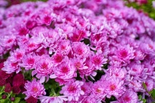 Pixabay의 무료 이미지 - 꽃, 자연, 분홍색, 식물, 가을, 플로라, 배경, 로맨틱 | Flowers nature, Flowers, Plants