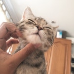ปักพินโดย ㅎㅅㅇ ใน 고양ㅇㅣ