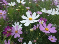 코스모스에 있는 김민선(라일락미술교습소)님의 핀 | 꽃 사진, 코스모스 꽃, 자연 사진