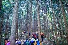 용추계곡에서 녹차밭까지 이어진 보성 일림산 산행 | South korea, Korea
