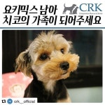 #사지말고입양하세요 #멍스타그램#독스타그램#강아지#펫스타그램 #개스타그램 #슈나우저 #요키믹스 #믹스견 #슈나...