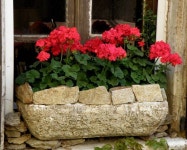 Red-Geraniums-in-Stone-Planter ❤️ | 화분