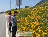 북문동 죽전삼거리, 황금빛으로 물들어 .   여름 코스모스라고 불리는 노오란 금계국이 죽전 삼거리에 흐드러지게 피어 통행인의 시선을 모으고... 