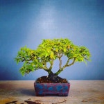 My Bonsai Diary에 있는 핀