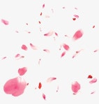 분홍색 꽃잎 일러스트, 꽃잎, 장미 꽃잎, 꽃 PNG 일러스트 및 PSD 이미지 무료 다운로드 - Pngtree | 꽃, 그림, 배경