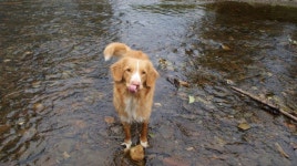 River fun in the Belgium Ardennes | 애견