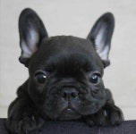This black french Bulldog puppy is darling! - #black #Bulldog #darling #French #Puppy | 강아지, 희귀동물, 프렌치 불독