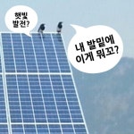 새들의 대화 | 태양광