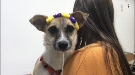 털복숭이 친구들에 있는 다로누나님의 핀