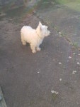 Pin by 이보나 Yvonne ... on 고양이 -                                            Cats and Westie | Westies, I love you all, Winsome