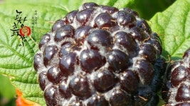 Pin on 고창복분자 _ 해풍복분자 _ 복분자