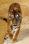 The Tiger Prowls | 동물, 호랑이