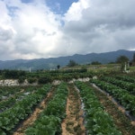 영팜파파👨🏻🌾 on Instagram: “월요일의 시작은... #함양서상 #영팜 #0farm #배추 #배추키우기 #월요일시작은 #배추밭” 영팜파파... 