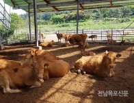 무안군, 축산농가 가축 폭염피해 예방 선제적 대응 강화 | 젖소, 육우