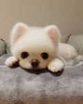 그나저나 지진이 또 났나고 하는데.. 모두들 괜찮아요?😭 . #멍스타그램 #포메라니안 | 포메라니안, 귀여운 아기 고양이, 귀여운 강아지