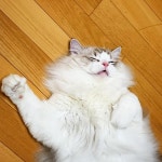 #반려동물#떡실신#ragdoll#미묘#냥스타그램#집사그램#렉돌#캣스타그램#냥이그램#고양이모델#소통#냥이#집사맞팔#고양이그램#묘델... 