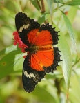 05/07/15 Malay Lacewing | 나비, 동물, 사진