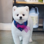 #펫살롱모우 #판교애견미용 #분당애견미용 #수지애견미용 #광교애견미용 #판교가위컷 #분당가위컷 #가위컷 #성형미용... 