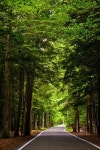Cho Jungho님이 Green forest에 올린 자연 이미지