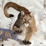 동물 - 고양이과에 있는 창수 윤님의 핀 | 큰 고양이, 야생 동물, 퓨마