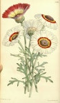 Botanical  Print에 있는 Yongsig Han님의 핀