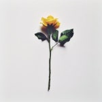 flower에 있는 Juhui Moon님의 핀 | 꽃, 감성사진