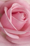 Pin by 성실공인중개사사무소 on flowers