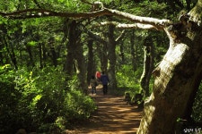제주도 비자림, 한국에서 가장 아름다운 산책로(비자나무) | 아름다운, 배경, 마녀
