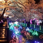 진해 여좌천의 벚꽃 야경. 아름답다. 사람들이 어마어마하게 많다. | 벚꽃